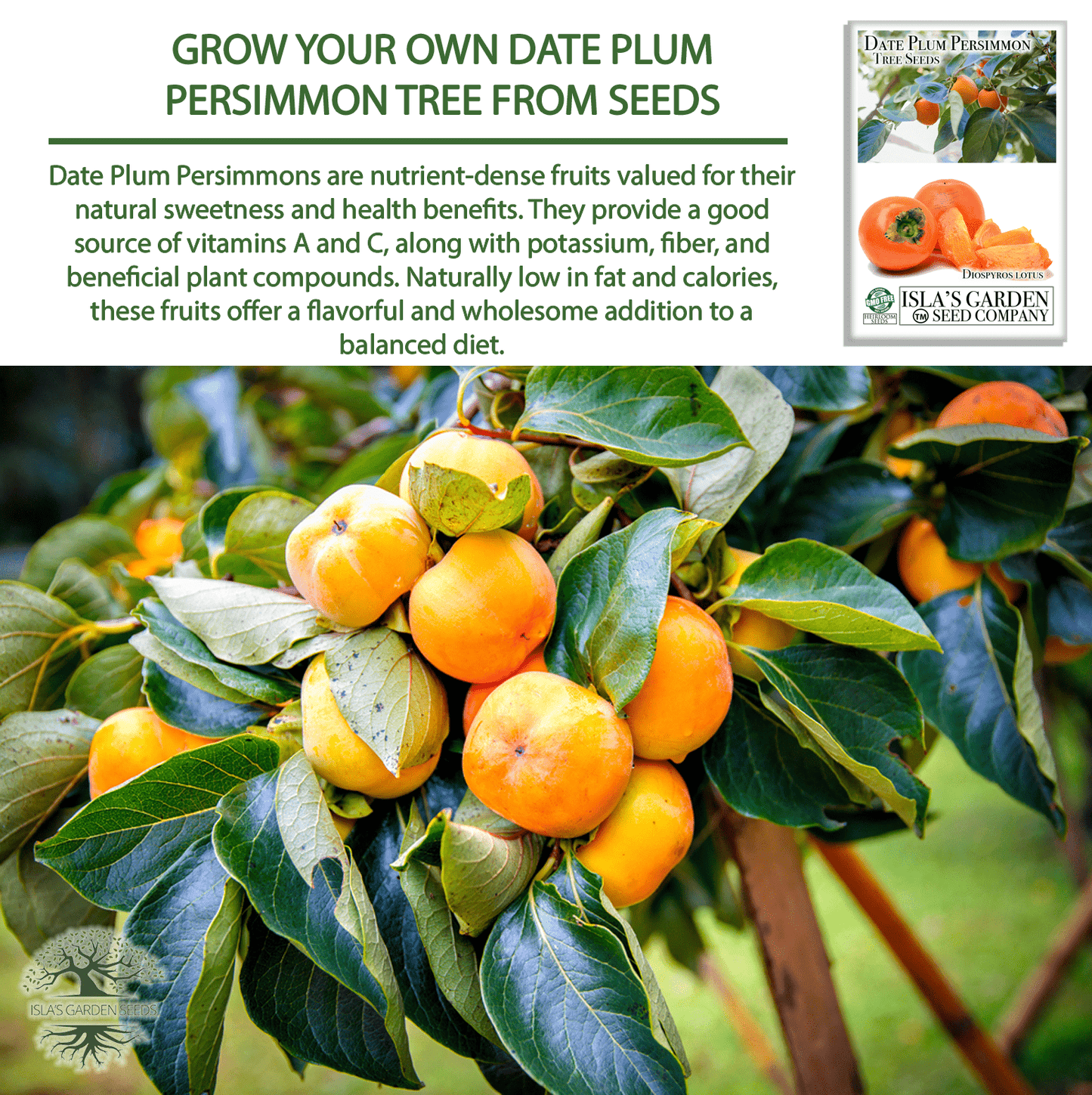 Date Plum Persimmon | 30 Seeds/Pk
