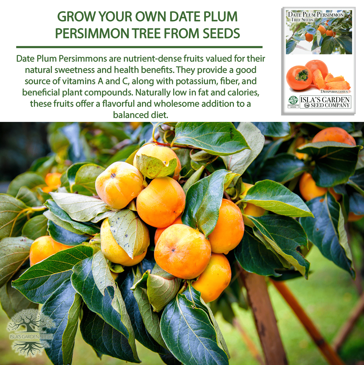 Date Plum Persimmon | 30 Seeds/Pk