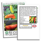 Hungarian Sweet Pepper | 100 Seeds/Pk