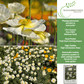 White Linen California Poppy | 1,000 Seeds/Pk