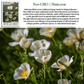 White Linen California Poppy | 1,000 Seeds/Pk