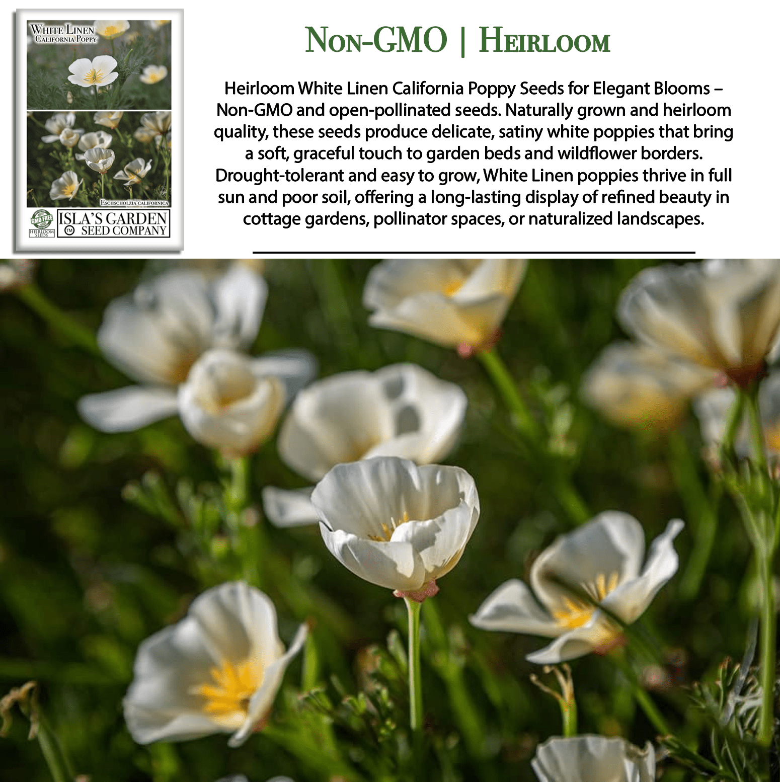 White Linen California Poppy | 1,000 Seeds/Pk