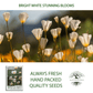 White Linen California Poppy | 1,000 Seeds/Pk