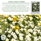 White Linen California Poppy | 1,000 Seeds/Pk