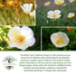 White Linen California Poppy | 1,000 Seeds/Pk