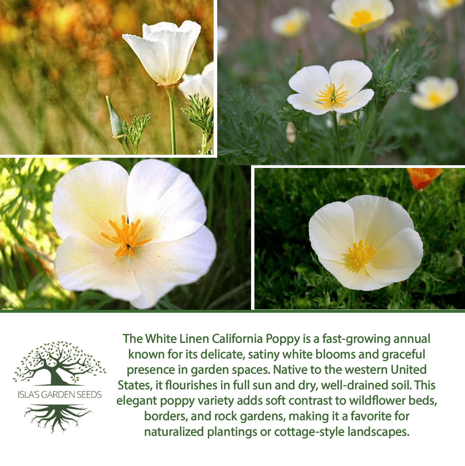 White Linen California Poppy | 1,000 Seeds/Pk