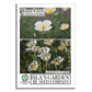 White Linen California Poppy | 1,000 Seeds/Pk