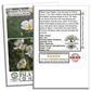 White Linen California Poppy | 1,000 Seeds/Pk