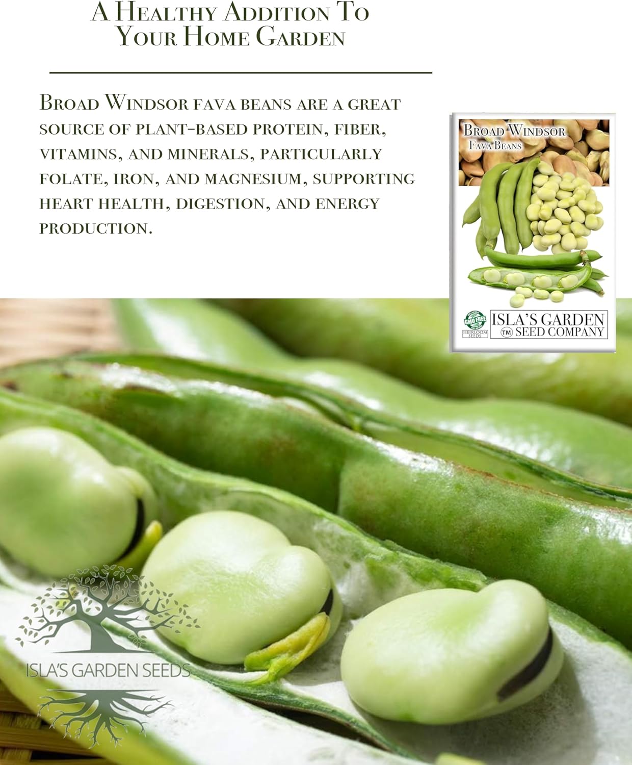 Fava Broad Windsor Bean Seeds, 25 Heirloom Seeds Per Packet, Non GMO Seeds