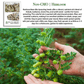 Rainbow Bean Sprouting Mix | 40 Seeds/Pk