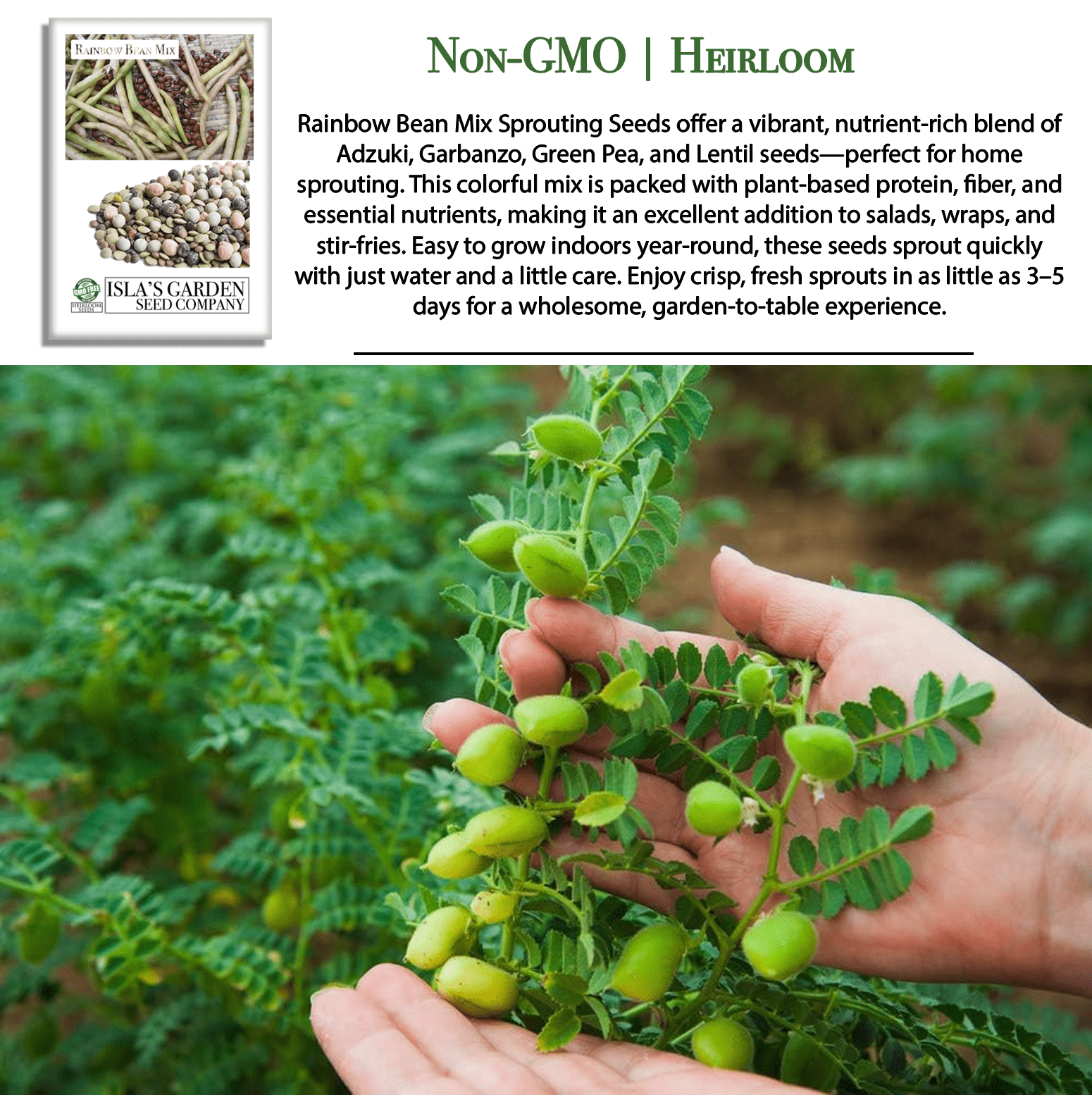 Rainbow Bean Sprouting Mix | 40 Seeds/Pk