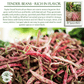 Taylor Dwarf Horticulture Cranberry Bean | 25 Seeds/Pk