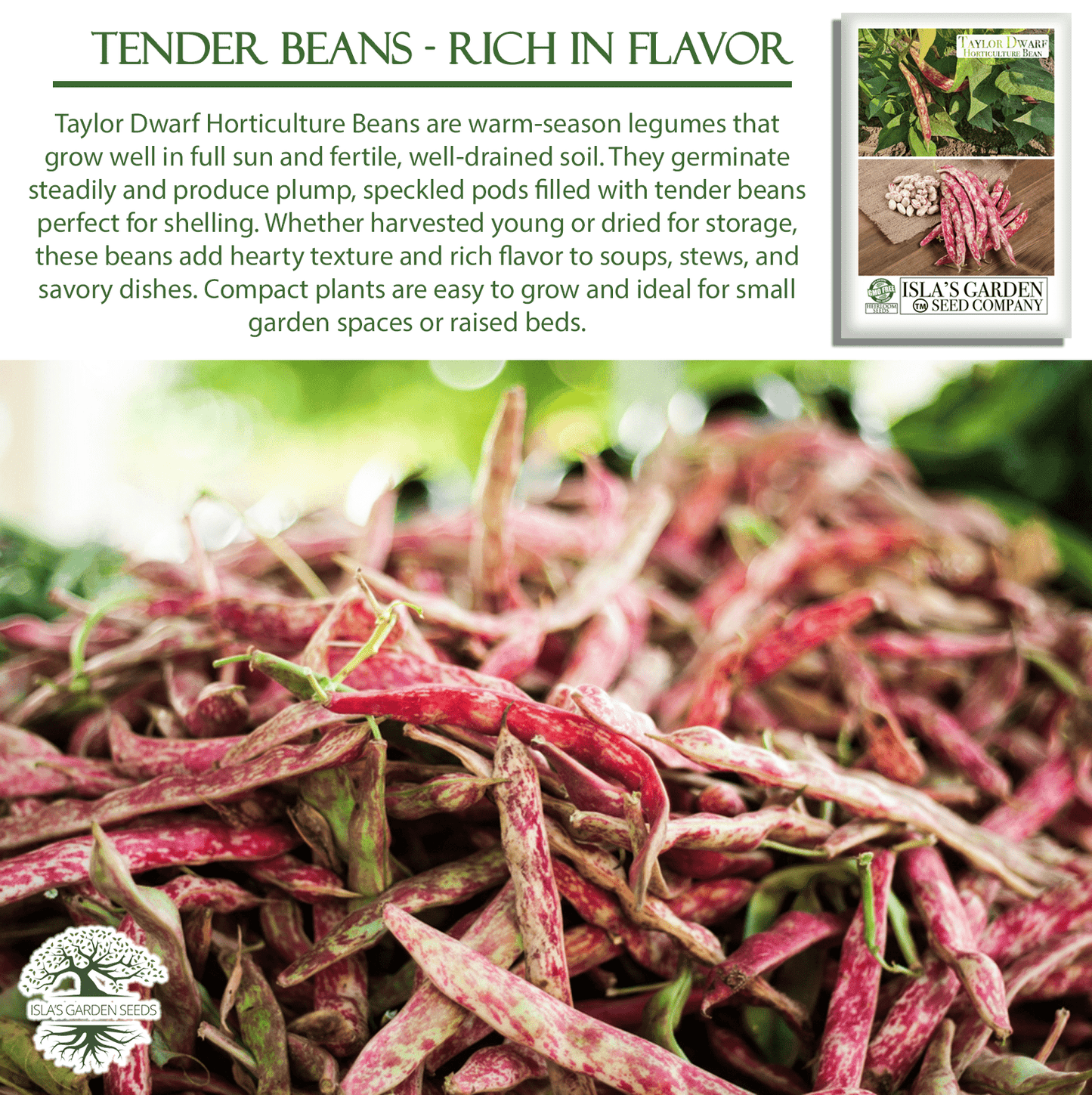 Taylor Dwarf Horticulture Cranberry Bean | 25 Seeds/Pk