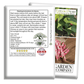 Taylor Dwarf Horticulture Cranberry Bean | 25 Seeds/Pk