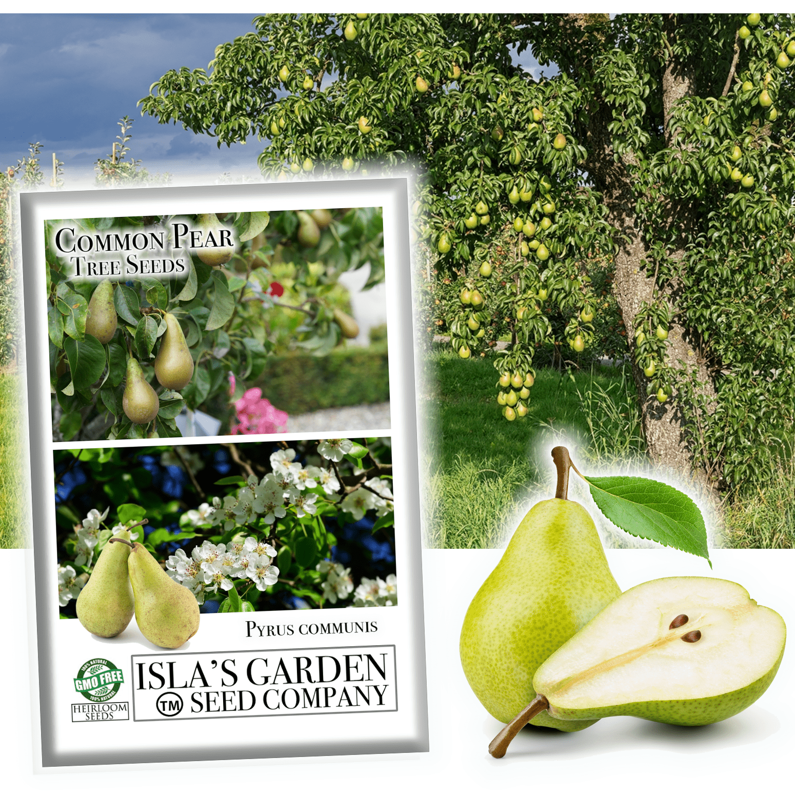 Common Pear Tree Seeds, 30 Seeds Per Packet