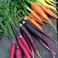 Rainbow Blend/Mix Carrots, 500 Heirloom Seeds Per Packet