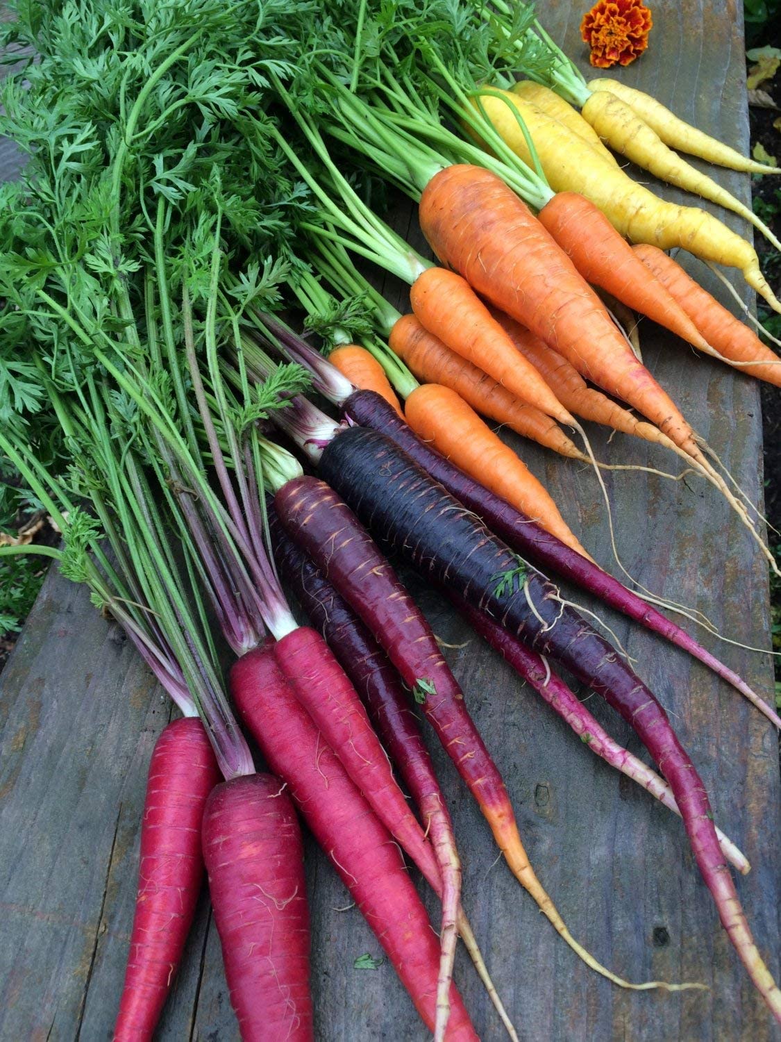 Rainbow Blend/Mix Carrots, 500 Heirloom Seeds Per Packet