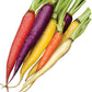 Rainbow Blend/Mix Carrots, 500 Heirloom Seeds Per Packet