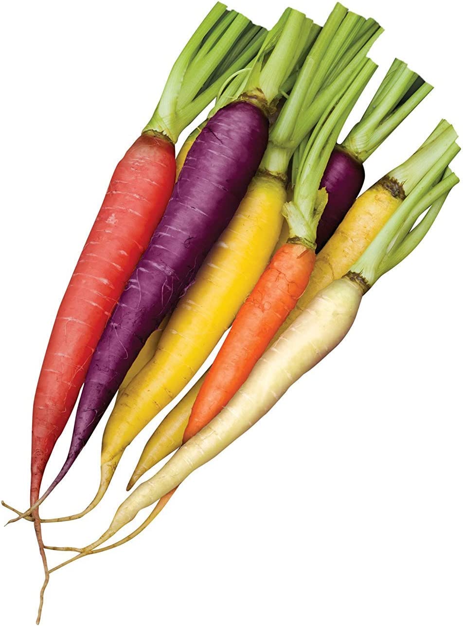 Rainbow Blend/Mix Carrots, 500 Heirloom Seeds Per Packet