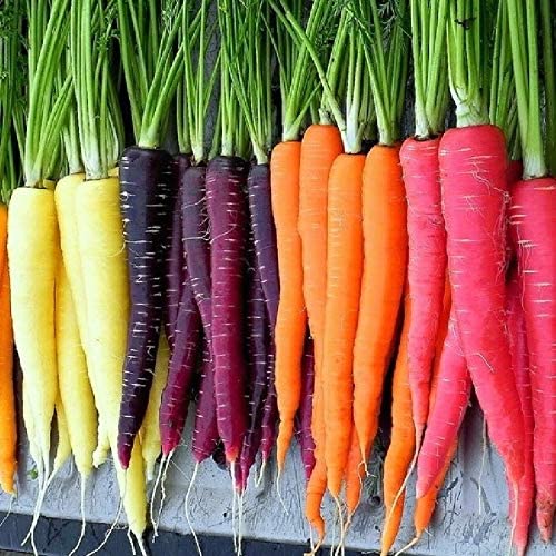 Rainbow Blend/Mix Carrots, 500 Heirloom Seeds Per Packet