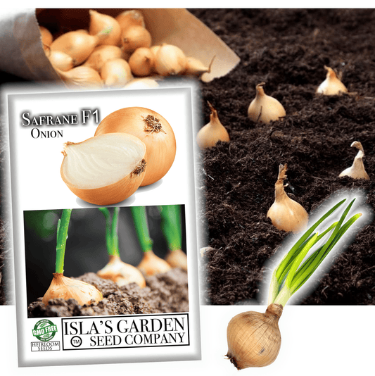 Safrane Hybrid Onion, 150 seeds Per Packet