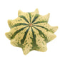 Crown of Thorns Shenot Gourd, 30 Heirloom Seeds Per Packet, Non GMO Seeds