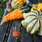 Crown of Thorns Shenot Gourd, 30 Heirloom Seeds Per Packet, Non GMO Seeds