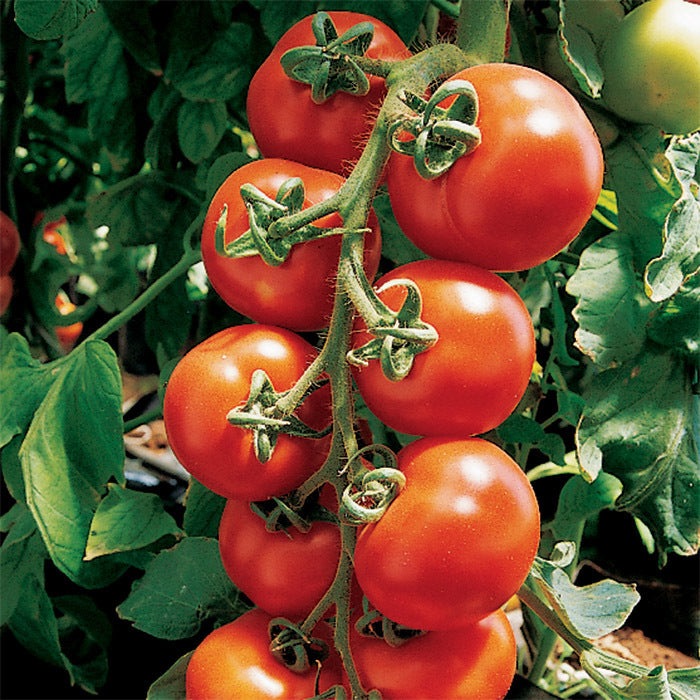 Sugar Lump Tomatoes, 200 Heirloom Seeds Per Packet, Non GMO Seeds