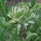 Green Globe Artichoke Seeds, 50+ Heirloom Seeds Per Packet, Non GMO Seeds