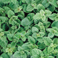 Greek Oregano Herb, 2500 Heirloom Seeds Per Packet, Non GMO Seeds