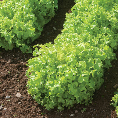 Salad Bowl Lettuce Seeds, 1000+ Heirloom Seeds Per Packet, Non GMO Seeds