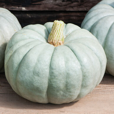Jarradale Pumpkin Seeds, 10 Heirloom Seeds Per Packet, Non GMO Seeds, Botanical Name: Cucurbita Maxima