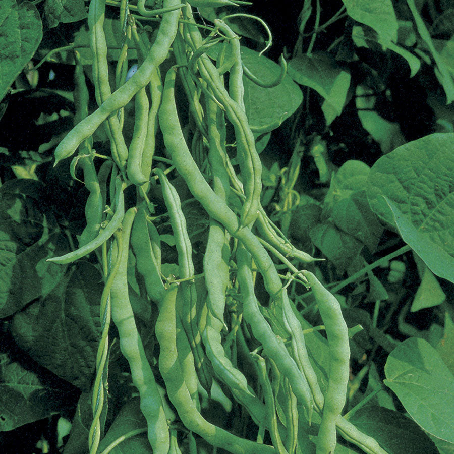 Kentucky Wonder Bush Bean Seeds, 30 Heirloom Seeds Per Packet, Non GMO Seeds