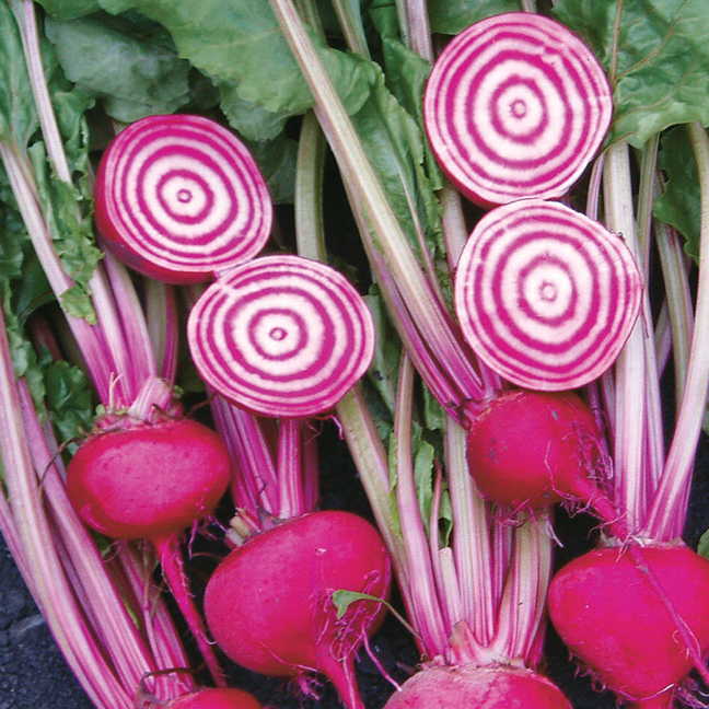 Chioggia Beet Seeds, 100 Heirloom Seeds Per Packet, Non GMO Seeds