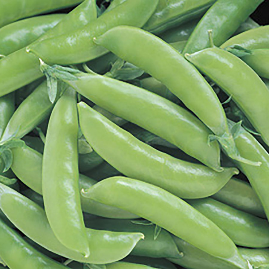 Snow Pea Sugar Snap Pea Seeds, 50 Heirloom Seeds Per Packet, Non GMO Seeds