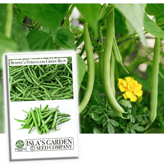 Burpee Stringless Green Bean Seeds, 25 Heirloom Seeds Per Packet, Non GMO Seeds