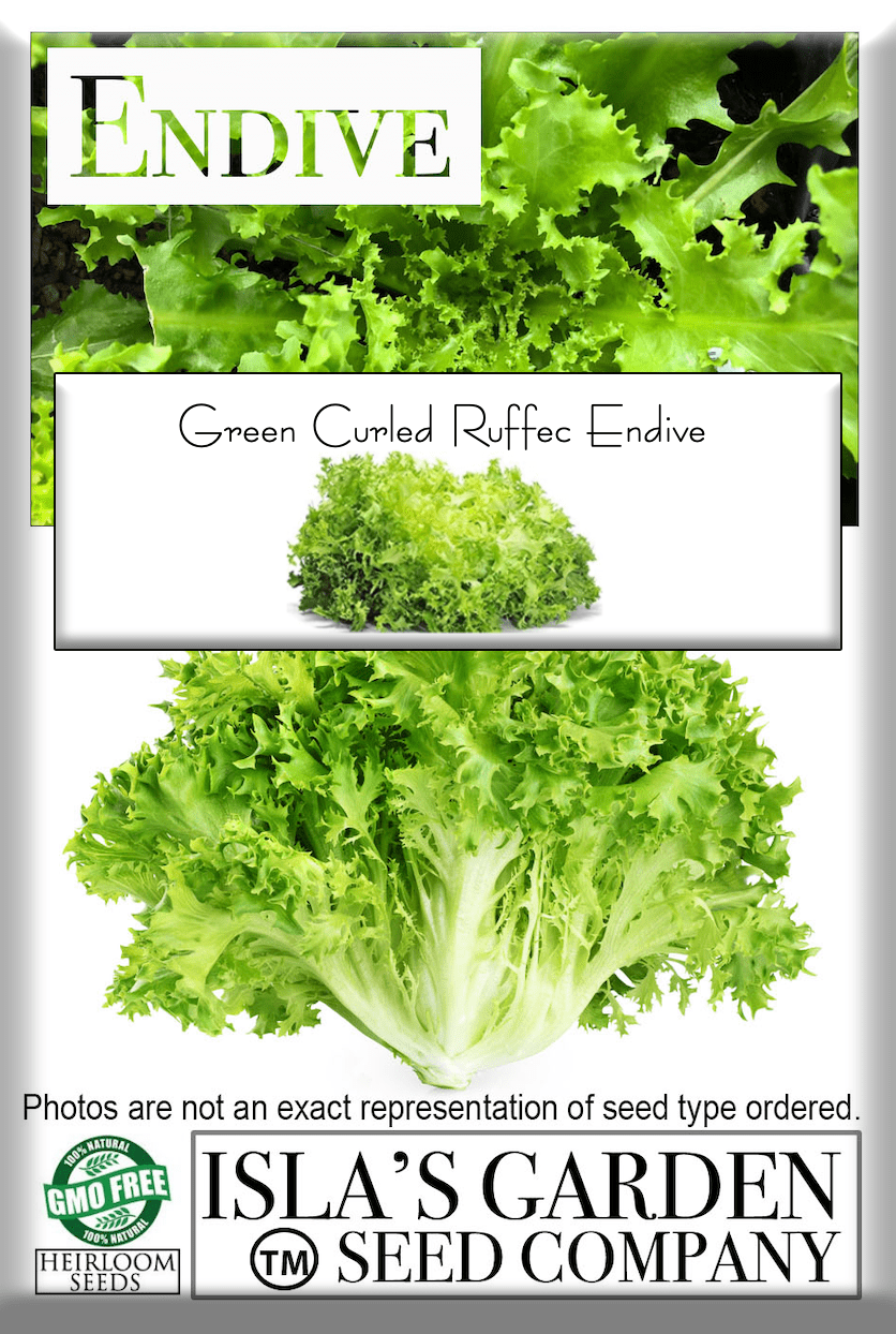 Green Curled Ruffec Endive Lettuce Seeds, 300 Heirloom Seeds Per Packet, Non GMO Seeds