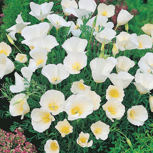 Ivory Castle California Poppy, 1000 Flower Seeds Per Packet