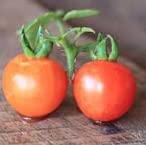 Baxter's Early Bush Cherry Tomato, 100 Heirloom Seeds Per Packet, Non GMO Seeds