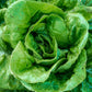 Buttercrunch Butterhead Lettuce, 1000 Heirloom Seeds Per Packet, Non GMO Seeds