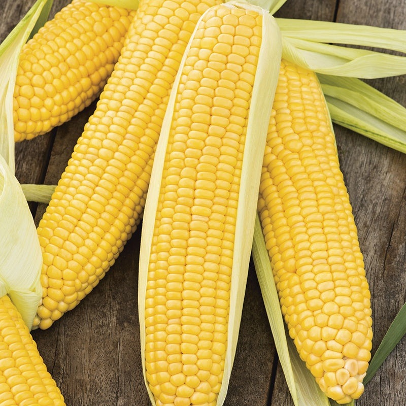 Incredible Sweet Yellow Corn, 75+ Heirloom Seeds Per Packet, Non GMO Seeds, Botanical Name: Zea Mays