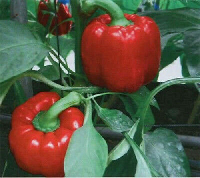Yolo Wonder L Red Sweet Pepper, 100 Heirloom Seeds Per Packet, Non GMO Seeds