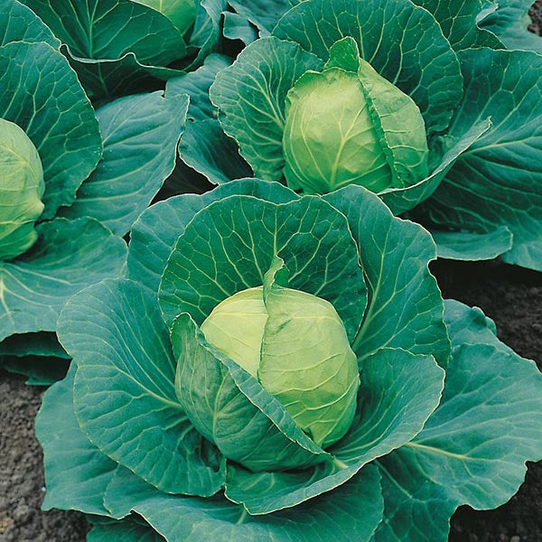 Golden Acre Cabbage Seeds, 500 Heirloom Seeds Per Packet, Non GMO Seeds