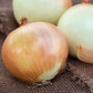 Candy Hybrid Onion, 50 Seeds Per Packet, Non GMO Seeds