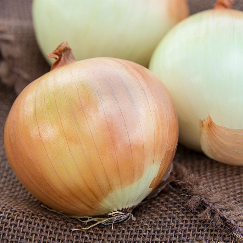 Candy Hybrid Onion, 50 Seeds Per Packet, Non GMO Seeds