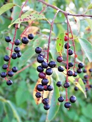 Black Cherry Tree Seeds, 35 Seeds Per Packet