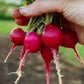 Cherry Belle Radish, 100 Heirloom Seeds Per Packet, Non GMO Seeds