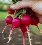 Cherry Belle Radish, 100 Heirloom Seeds Per Packet, Non GMO Seeds