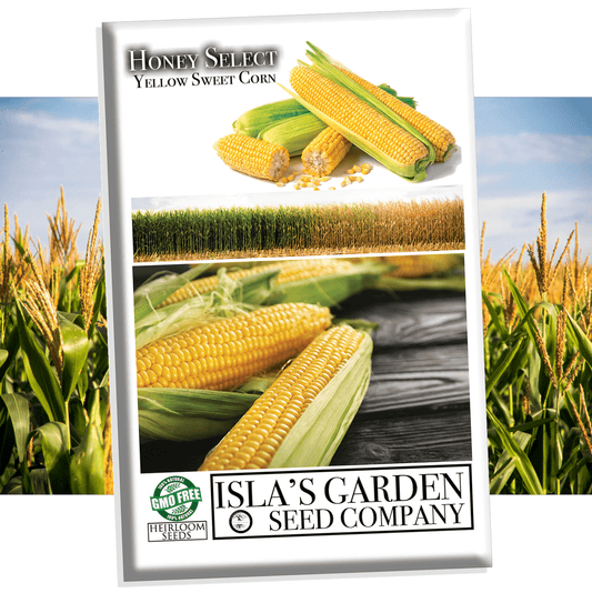 Honey Select Yellow Sweet Corn Seeds for Planting, 50+ Heirloom Seeds Per Packet, Non GMO Seeds, Botanical Name: Zea Mays