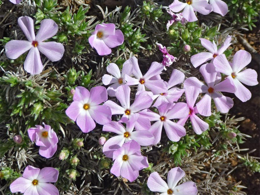 Mountain Phlox Flowers, 1000 Flower Seeds Per Packet